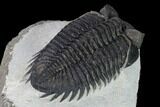 Coltraneia Trilobite Fossil - Huge Faceted Eyes #165840-3
